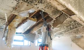 Best Mold Prevention Services in USA